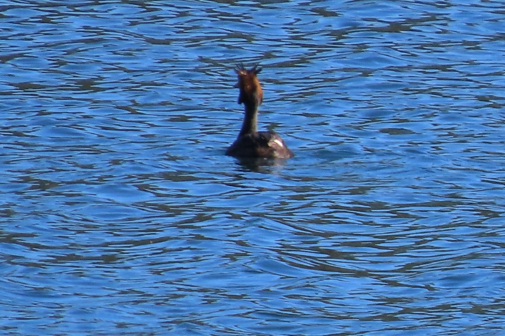 Great Crested Grebe - ML599686721