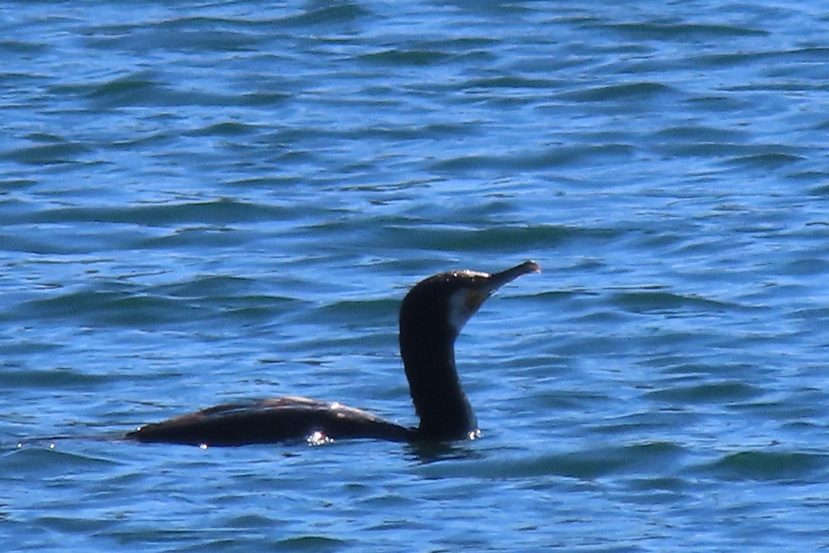 Great Cormorant - Rosa Benito Madariaga