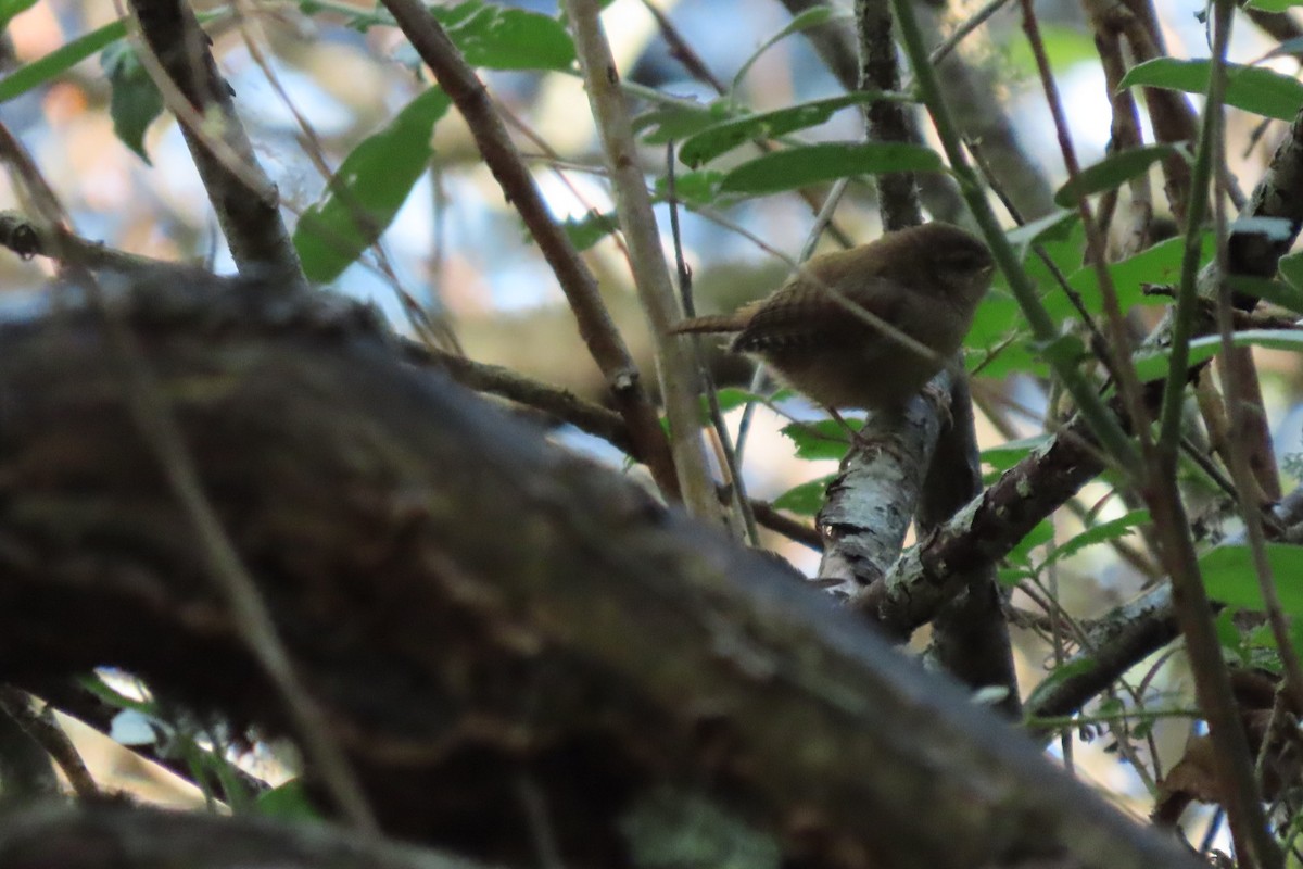 Eurasian Wren - ML599686931