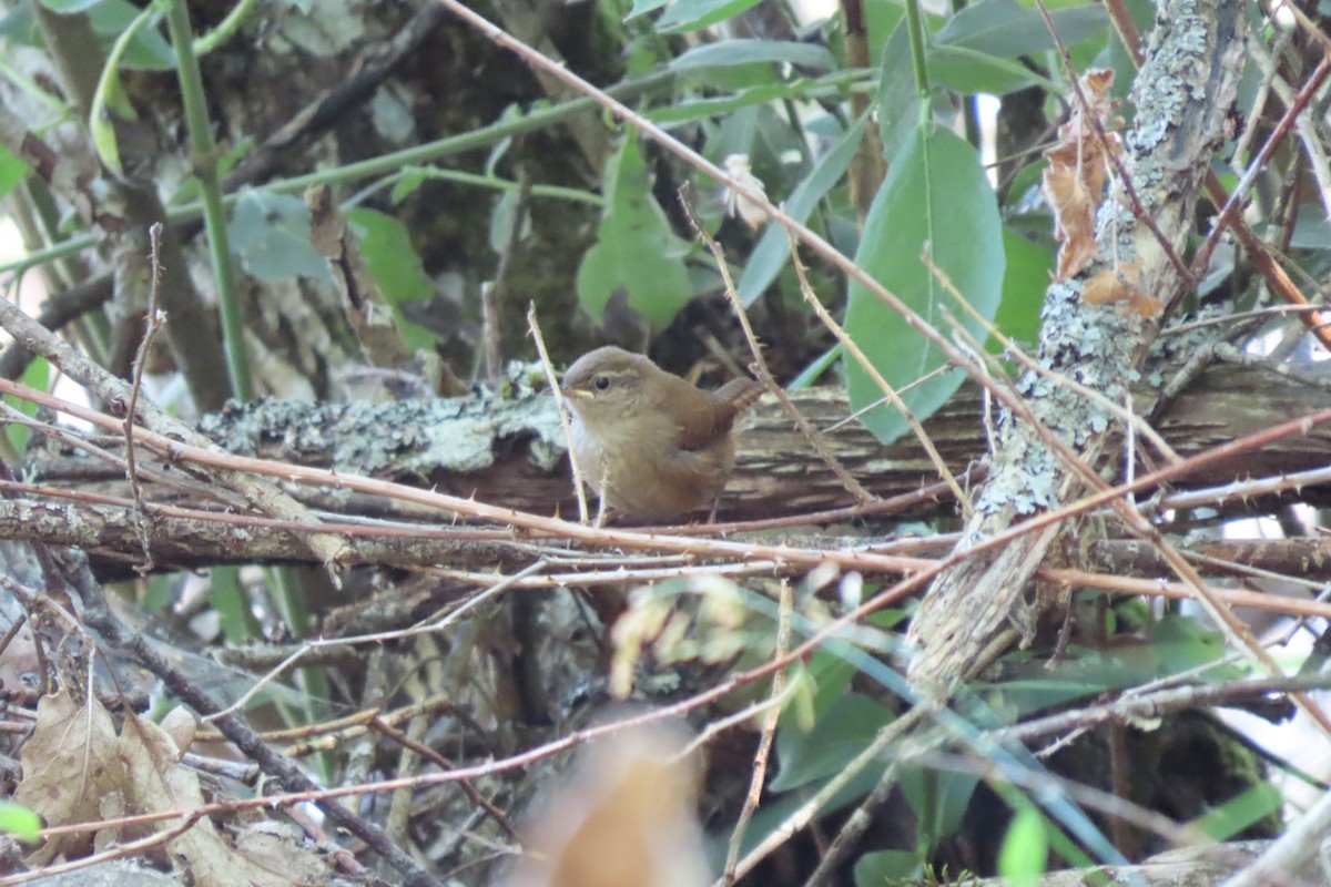 Eurasian Wren - ML599686941