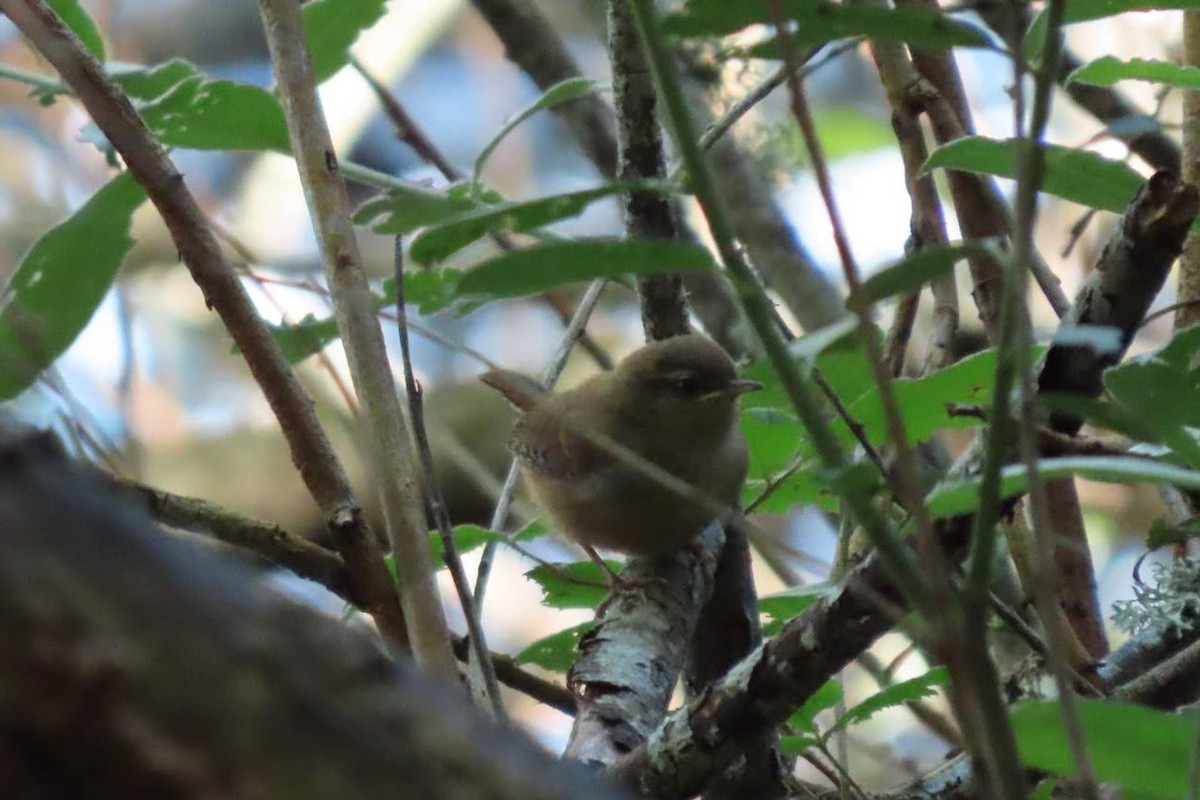 Eurasian Wren - ML599686951