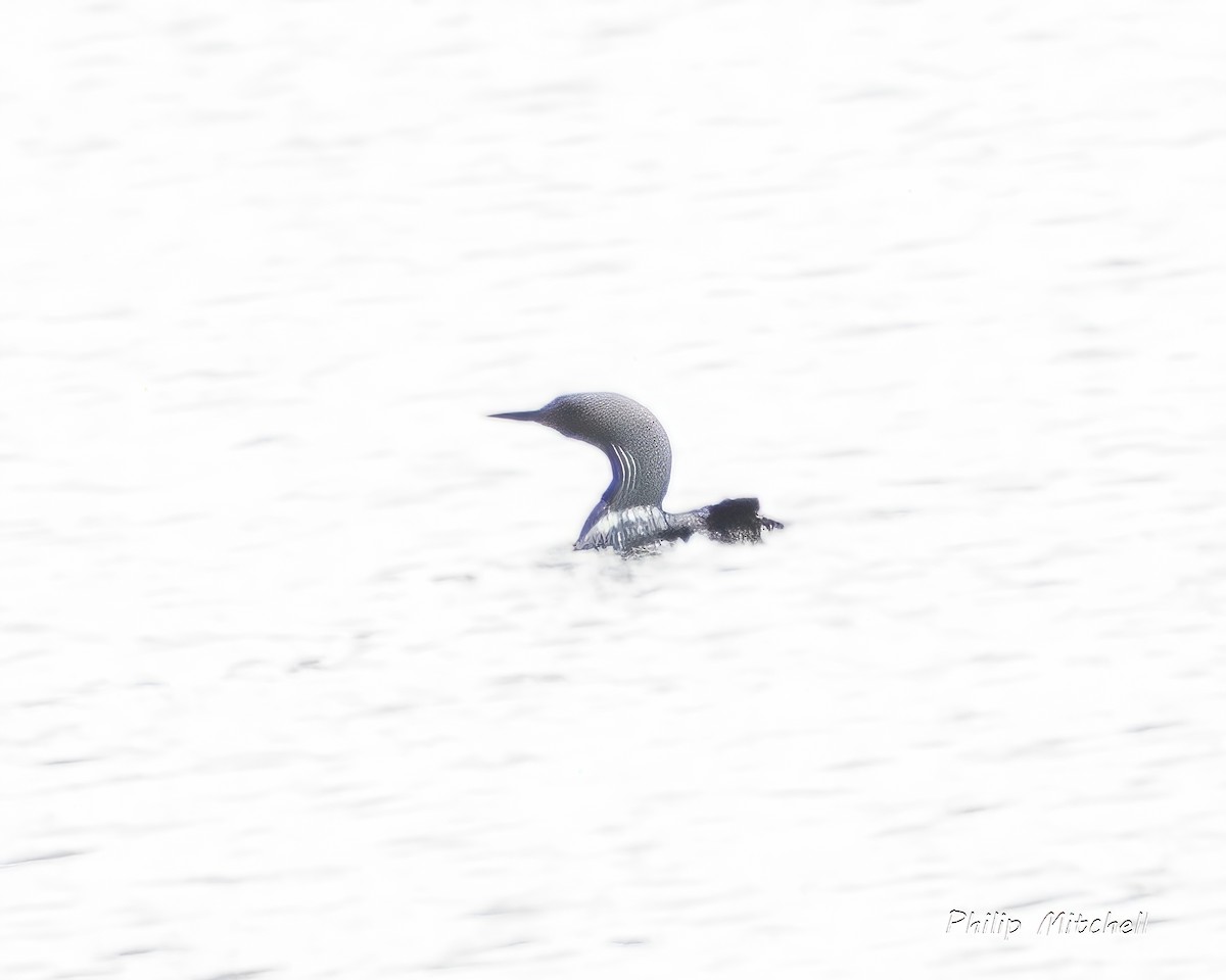 Arctic Loon - ML599688311