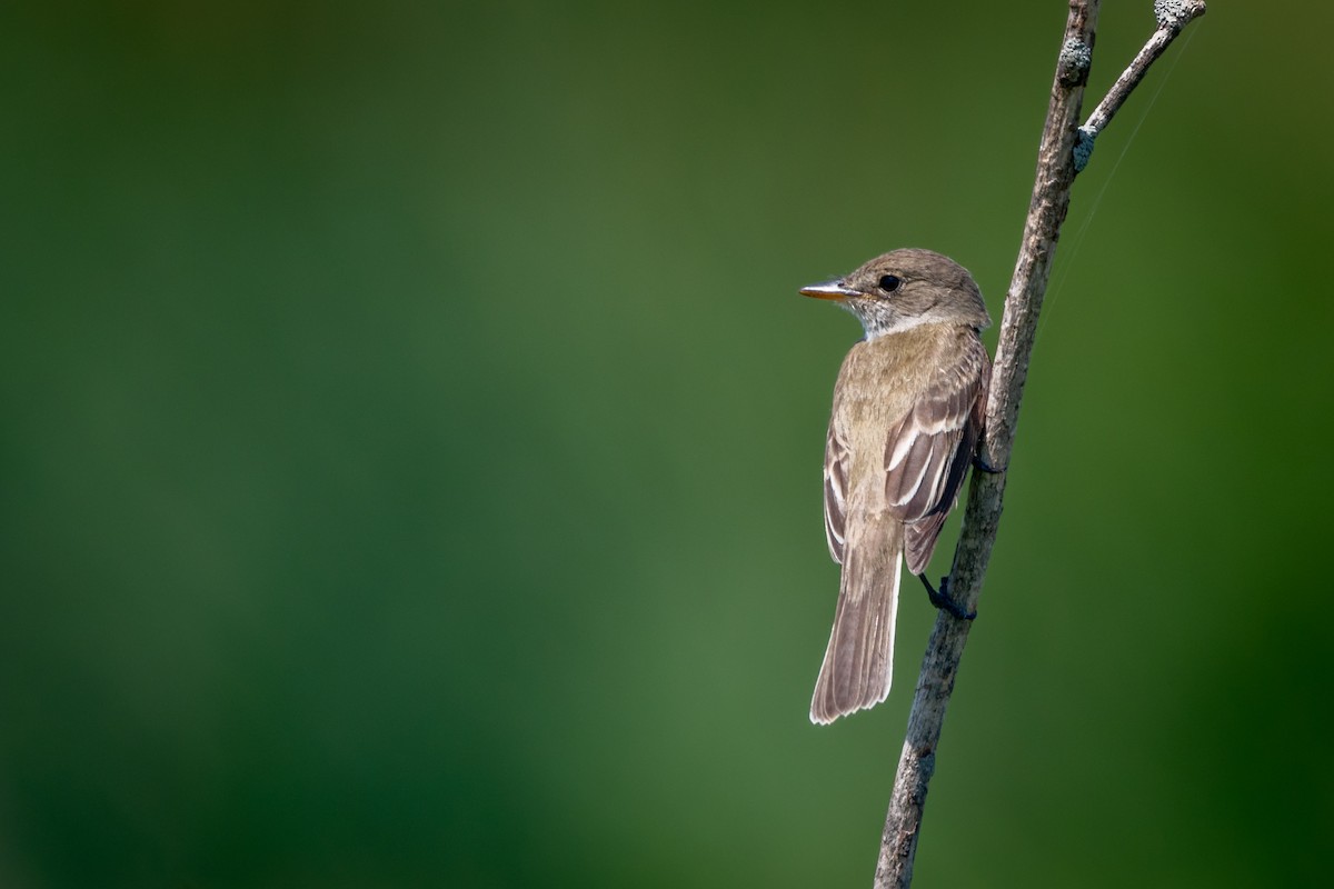 Willow Flycatcher - ML599688491