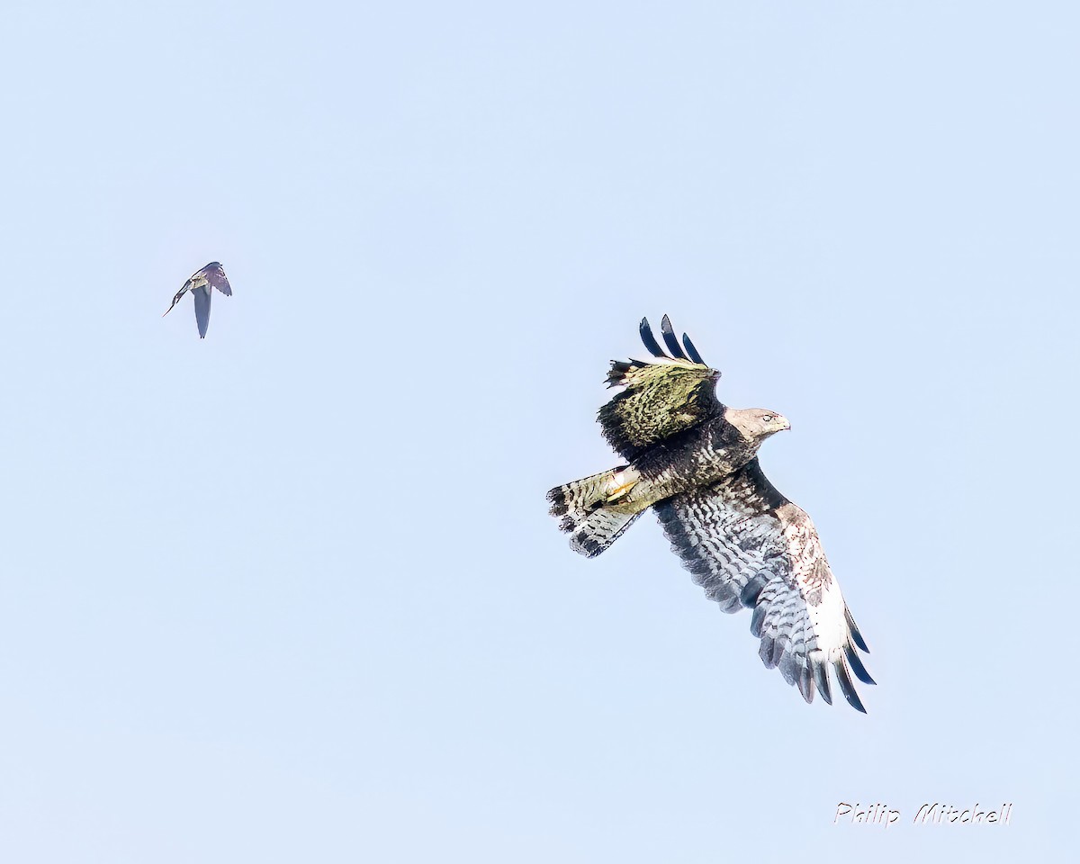 Common Buzzard - ML599688891