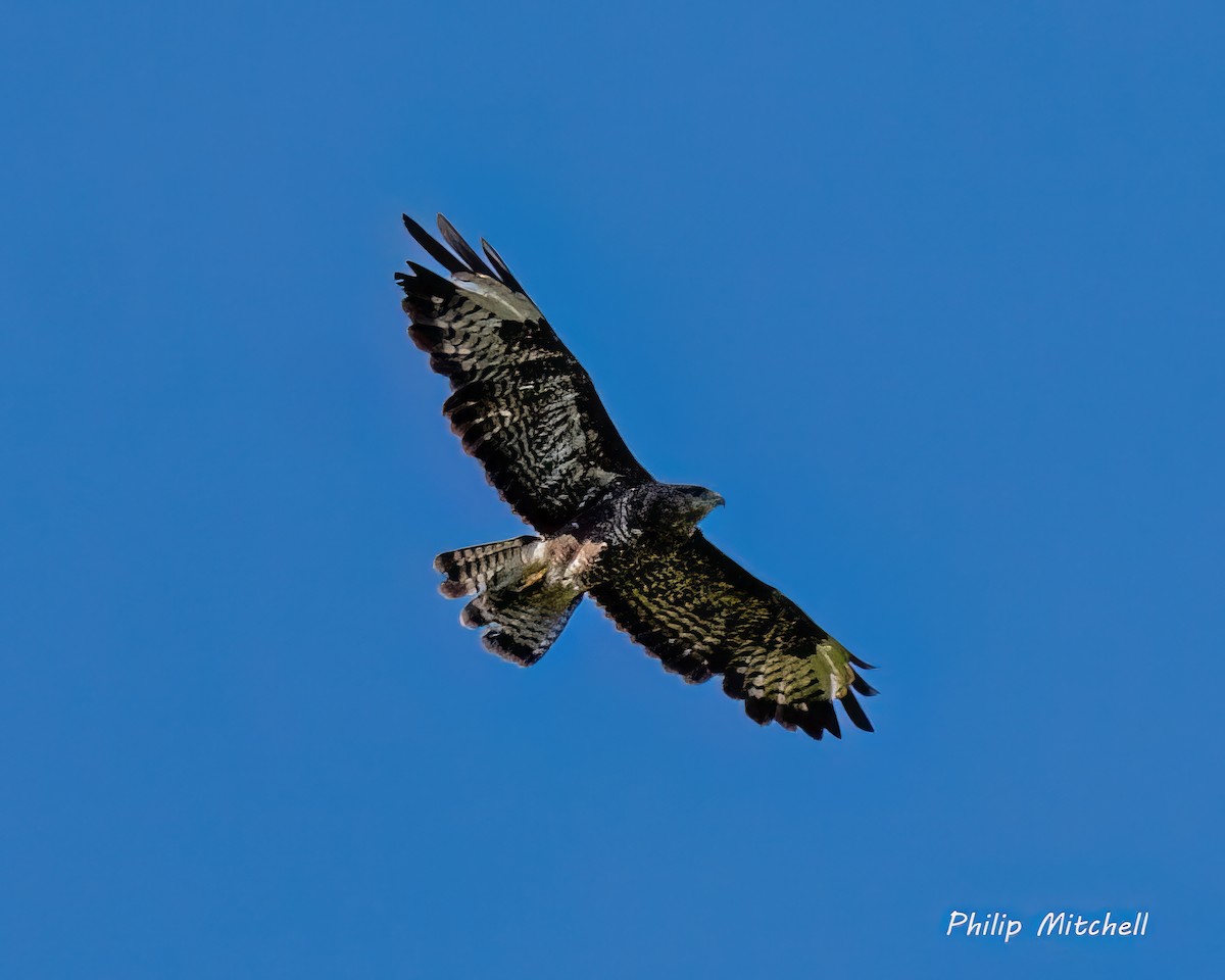 Common Buzzard - Philip Mitchell