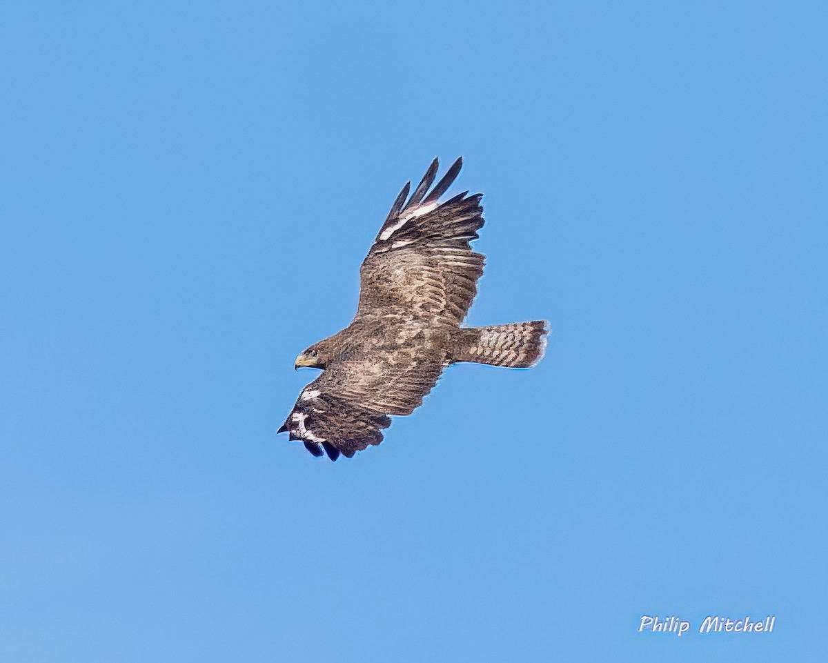 Common Buzzard - ML599688921