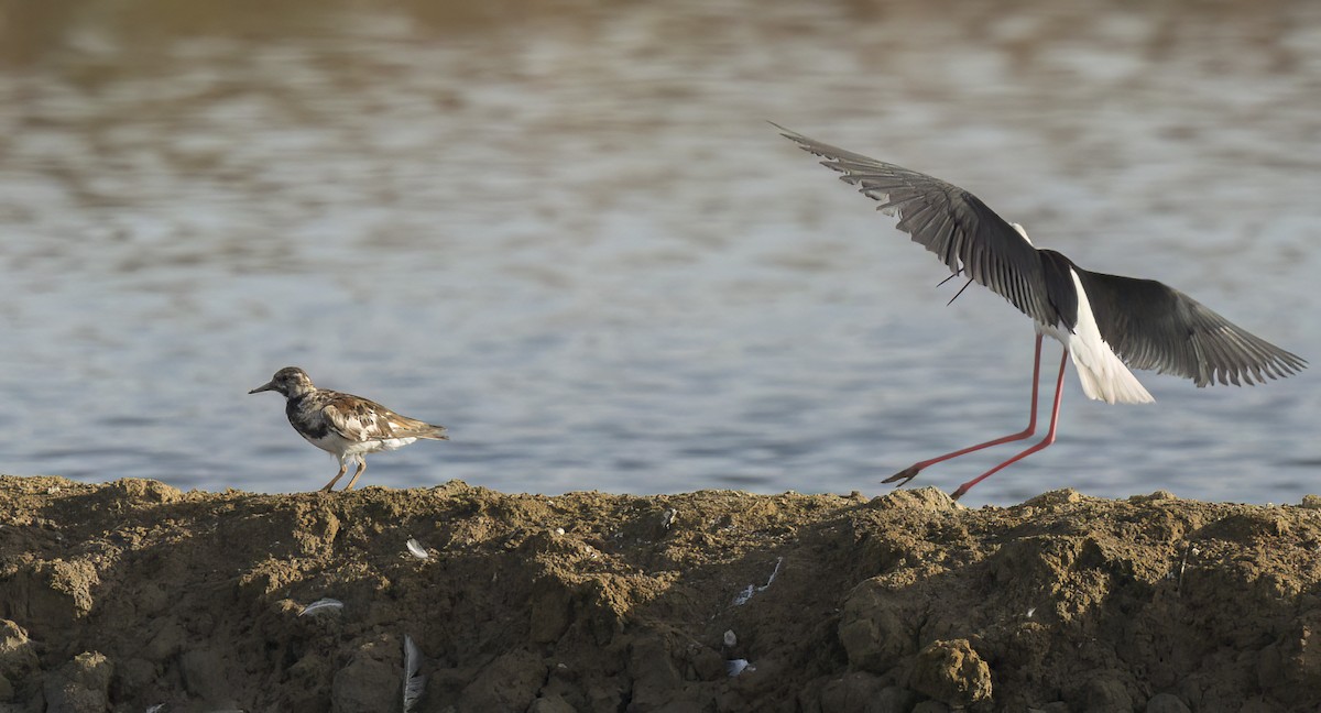 Ruddy Turnstone - ML599688981