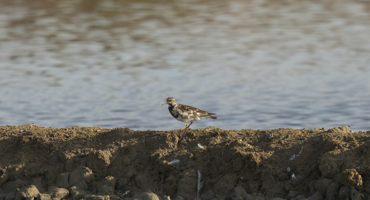 Ruddy Turnstone - ML599689001