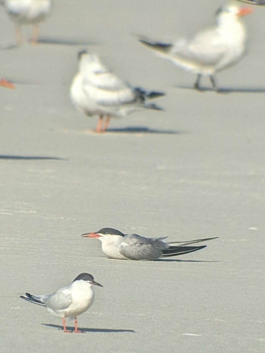 Roseate Tern - ML599690331