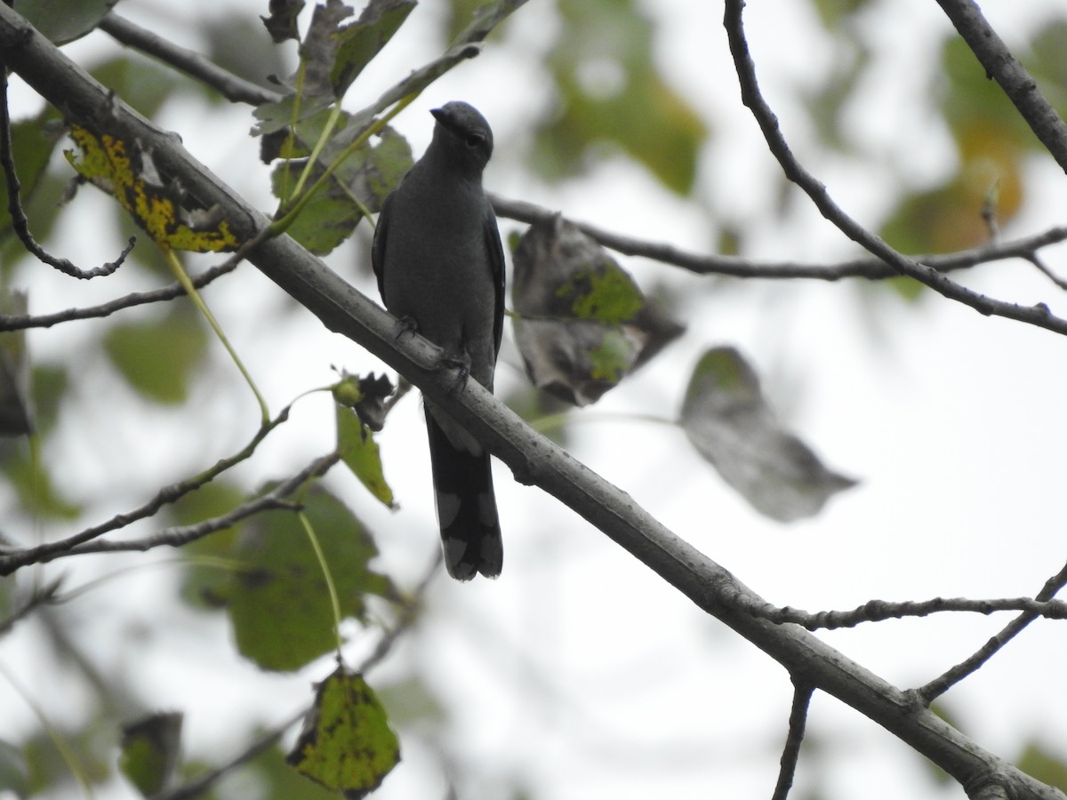 Black-winged Cuckooshrike - ML599691621