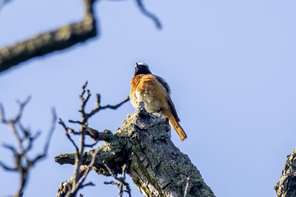 Common Redstart - Peter Hinow