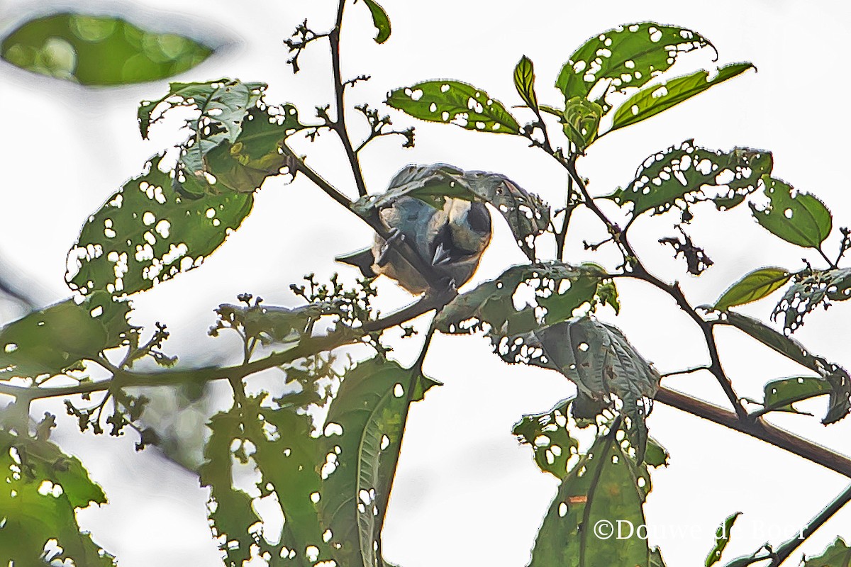 Metallic-green Tanager - Douwe de Boer