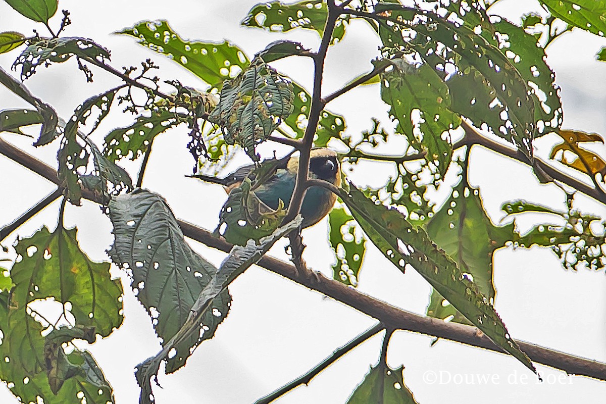 Metallic-green Tanager - Douwe de Boer