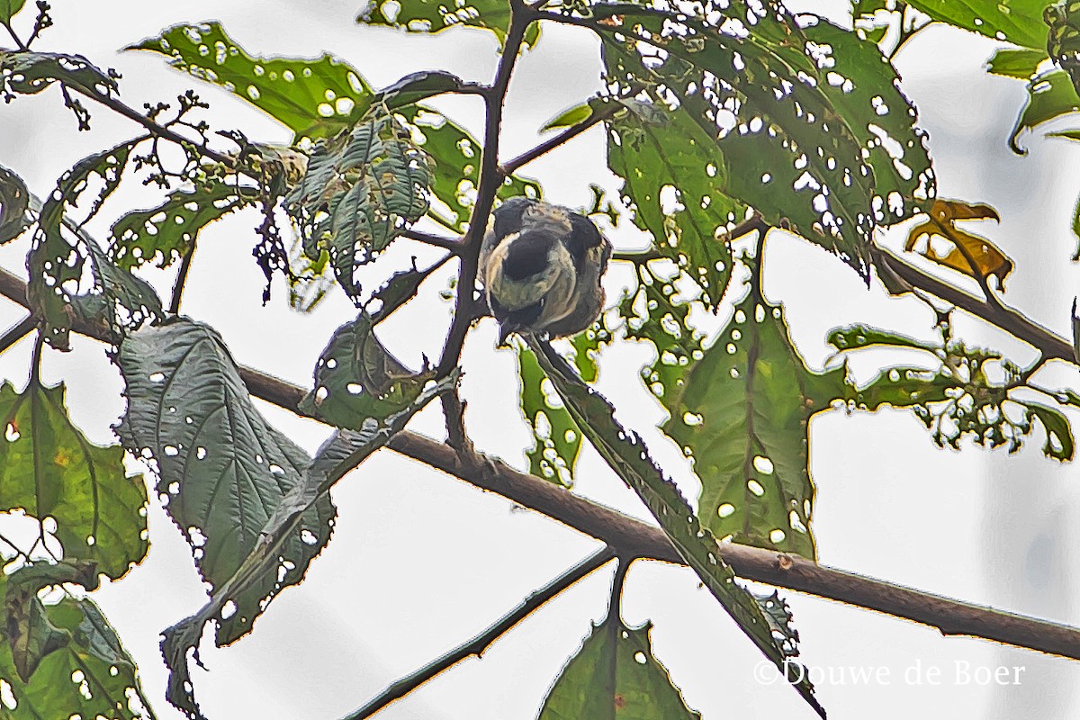 Metallic-green Tanager - Douwe de Boer