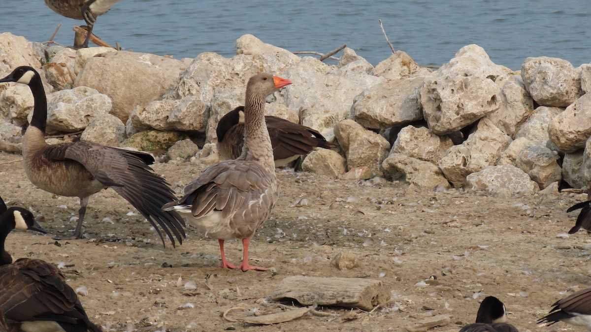 Graylag Goose (Domestic type) - ML599693411