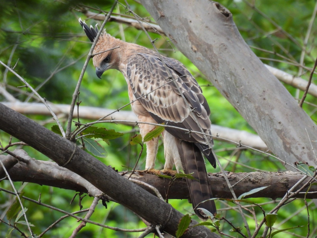 Indienhaubenadler - ML599693621