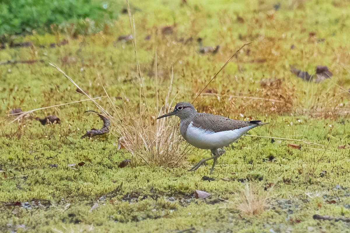 Common Sandpiper - ML599693781