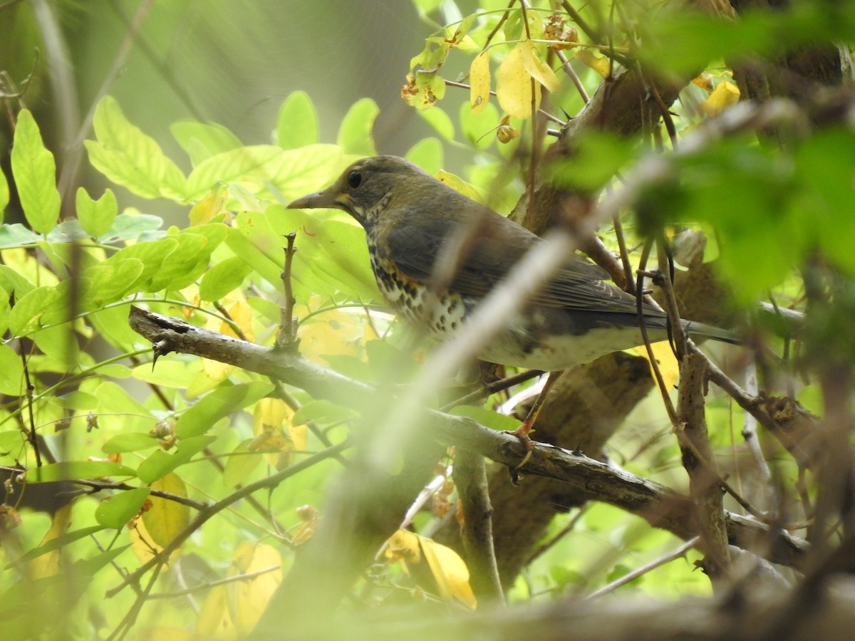 Japanese Thrush - ML599693971