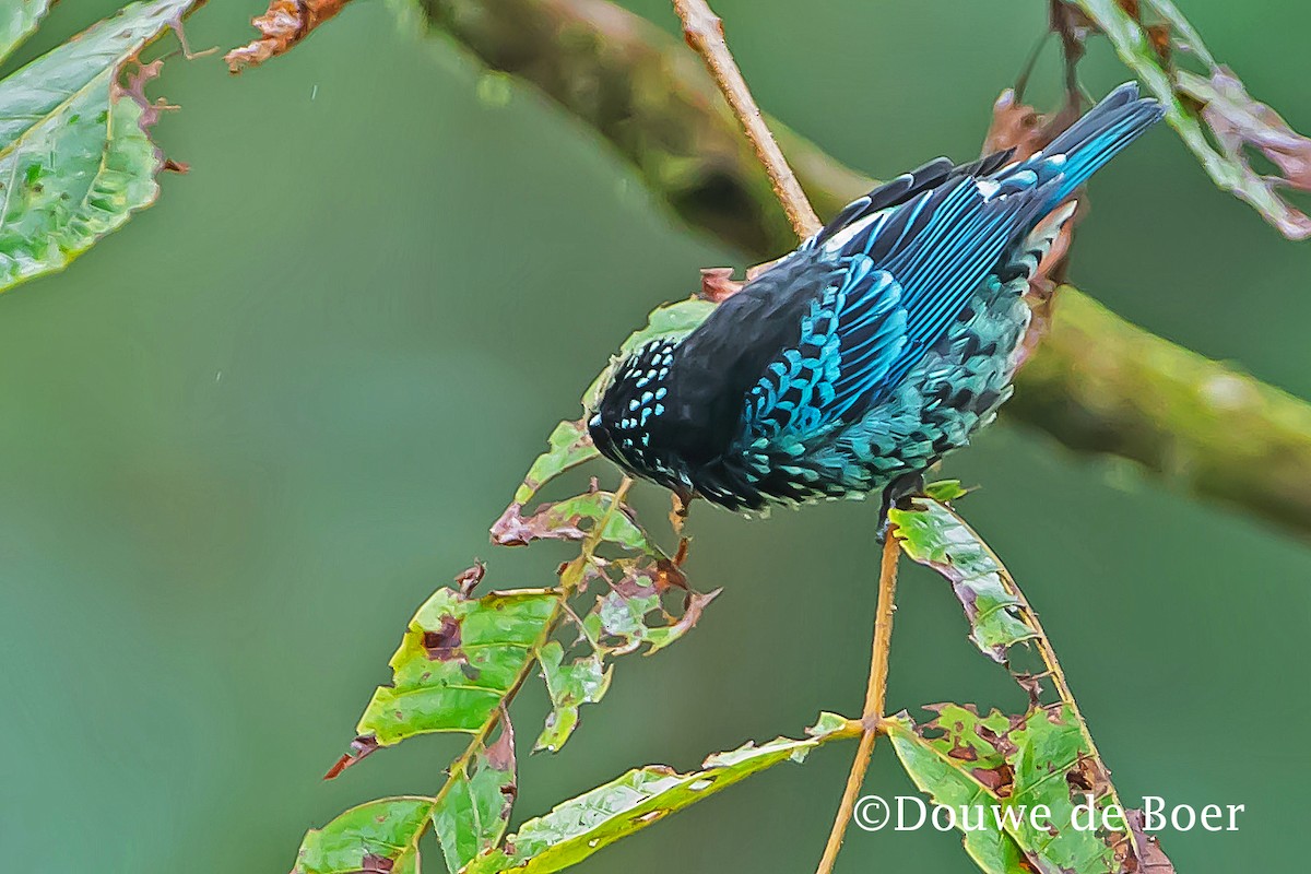 Beryl-spangled Tanager - Douwe de Boer