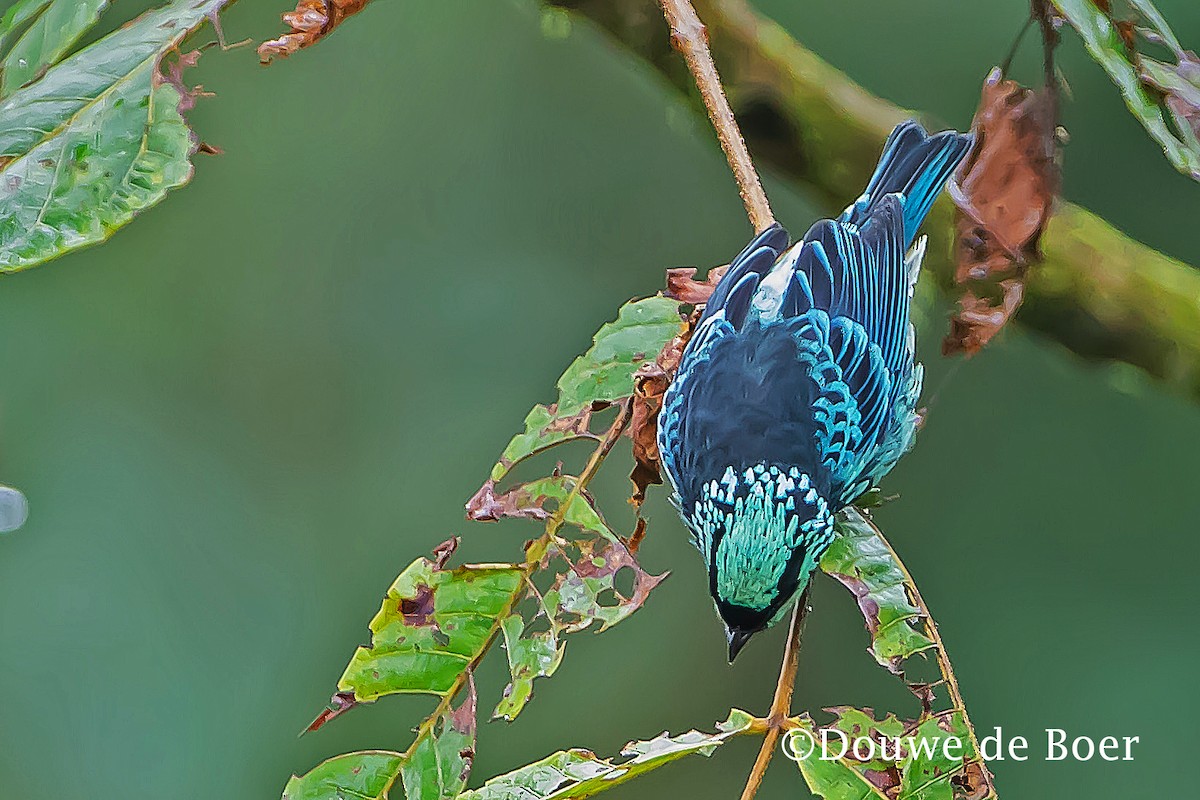 Beryl-spangled Tanager - Douwe de Boer