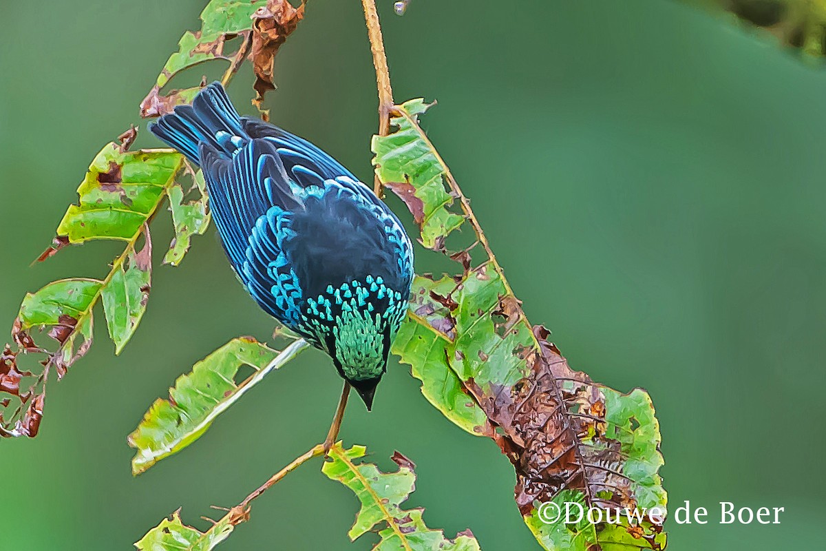 Beryl-spangled Tanager - Douwe de Boer