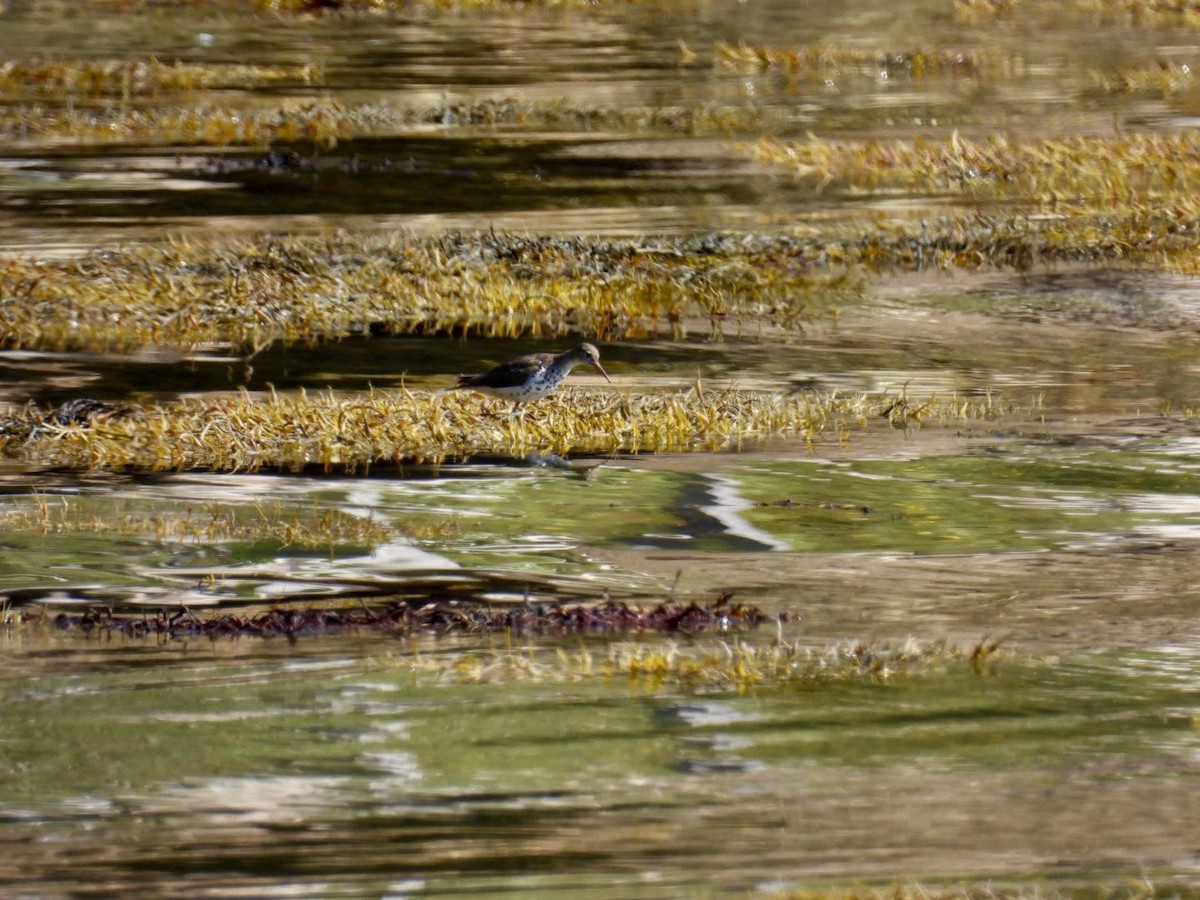 Spotted Sandpiper - ML599694391