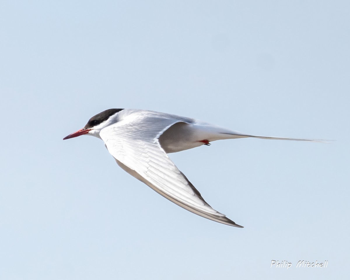 Arctic Tern - ML599694681