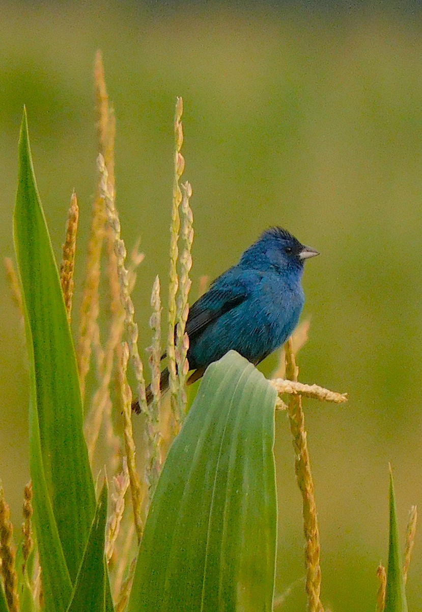 Indigo Bunting - ML599695351