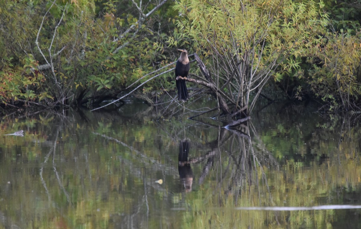 Anhinga Americana - ML599696471