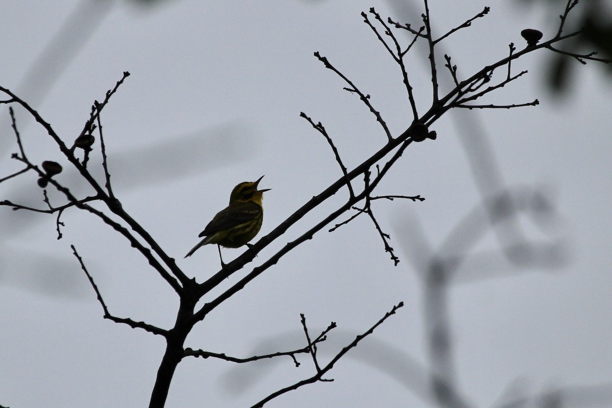 Prairie Warbler - ML599696801