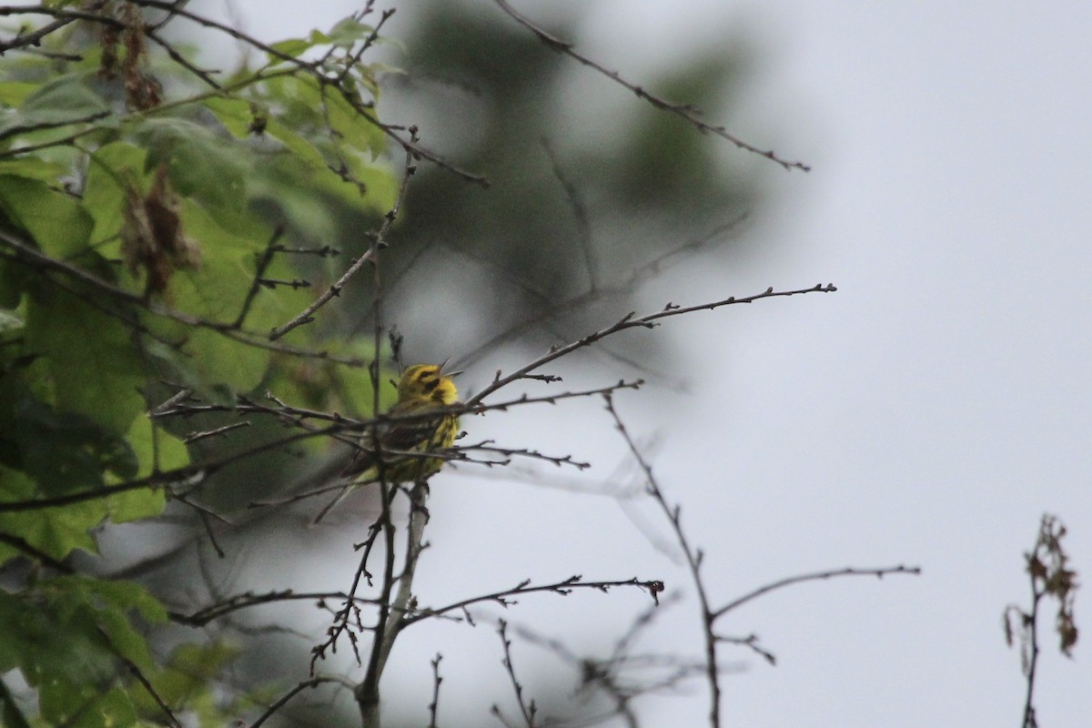 Prairie Warbler - ML599696811