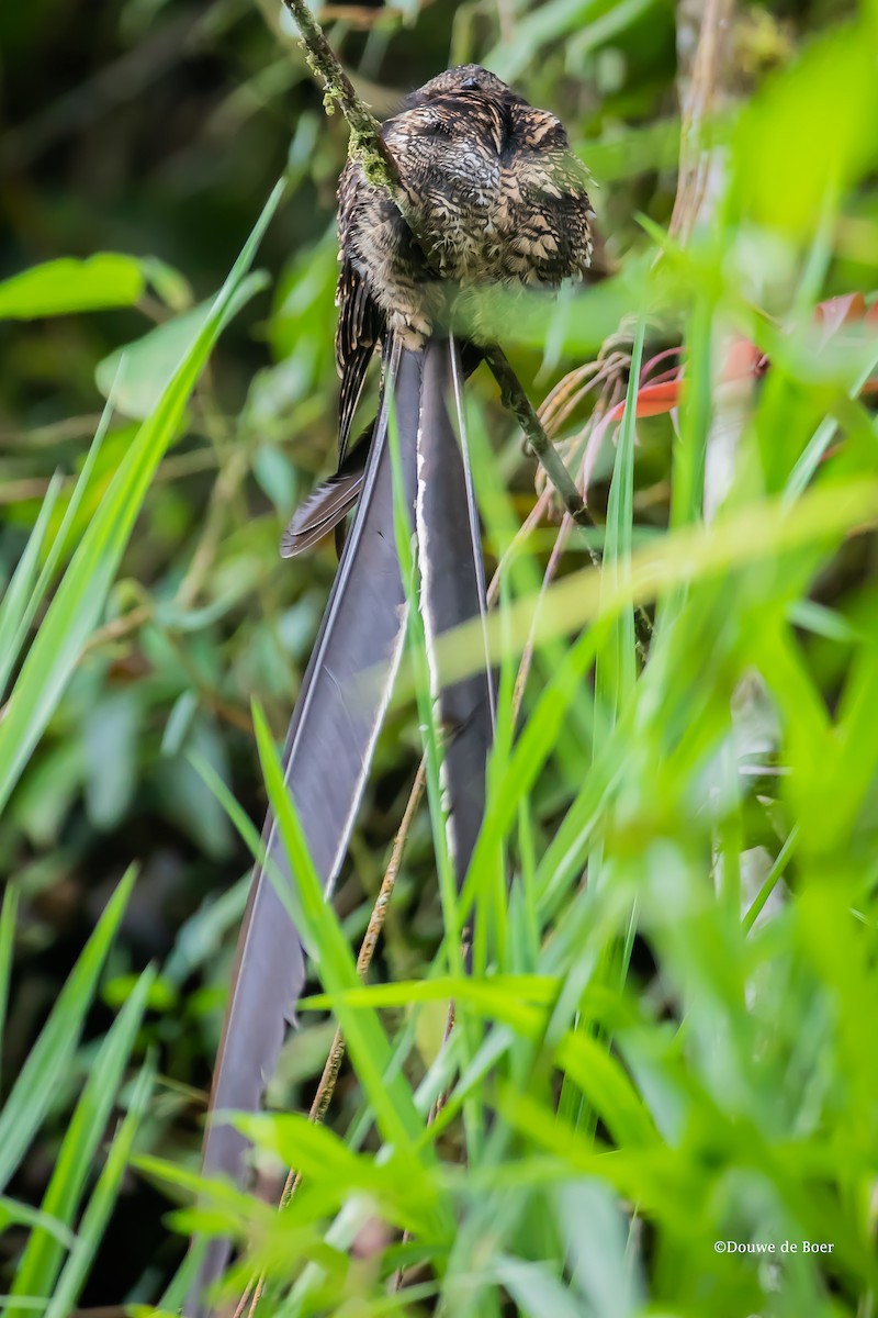 Lyre-tailed Nightjar - Douwe de Boer
