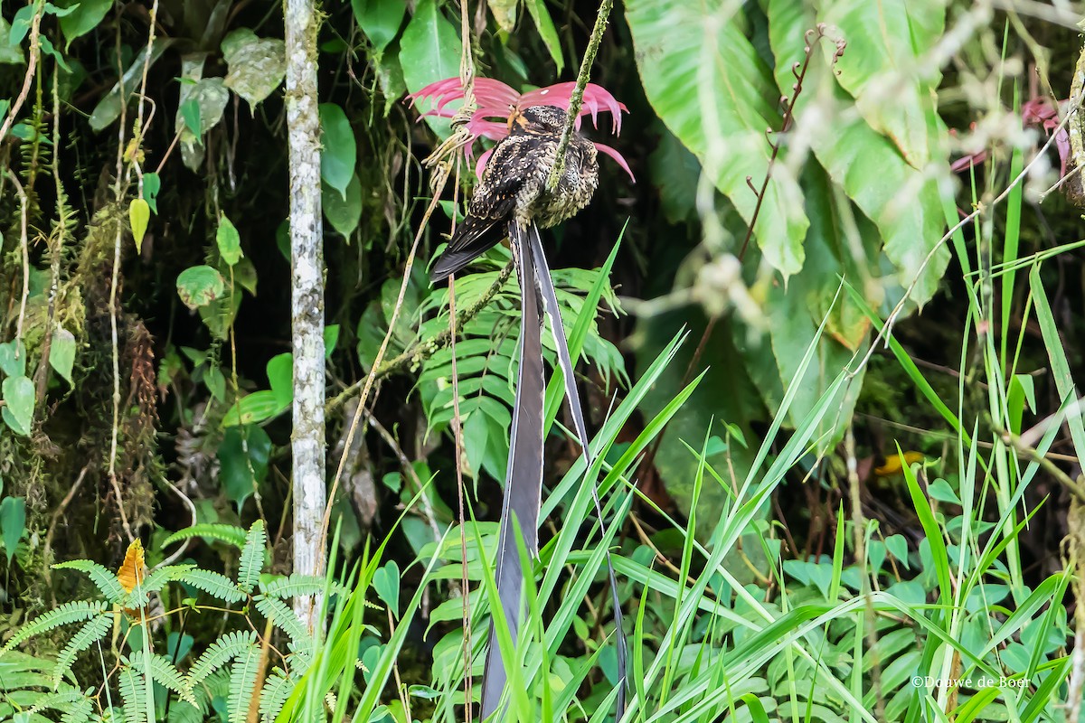 Lyre-tailed Nightjar - Douwe de Boer