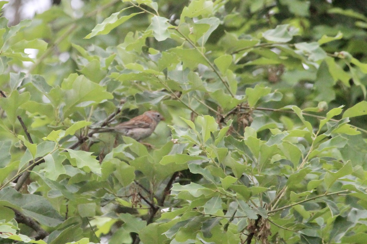 Field Sparrow - ML599696871
