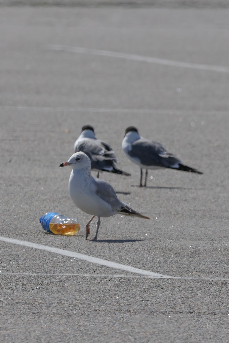 Ring-billed Gull - ML599697081