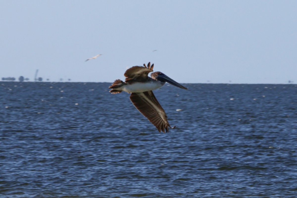 Brown Pelican - ML599697151