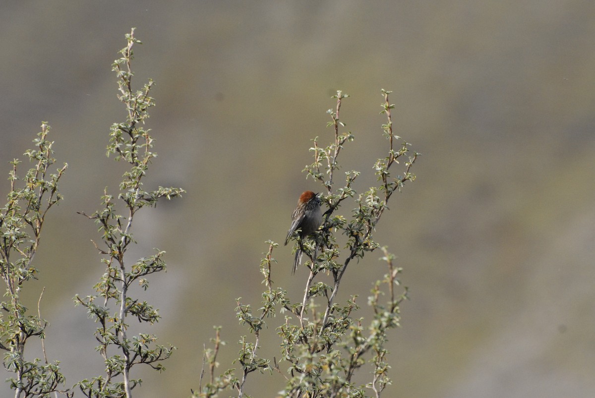 White-browed Tit-Spinetail - ML599698791