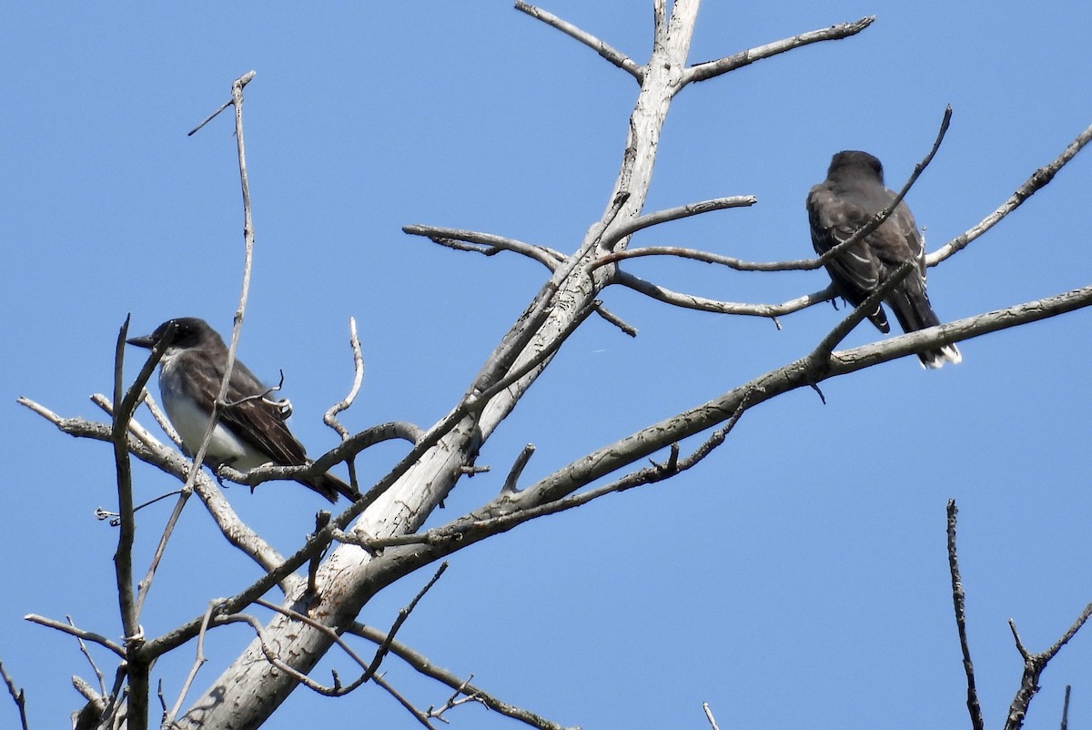 Eastern Kingbird - ML599700721