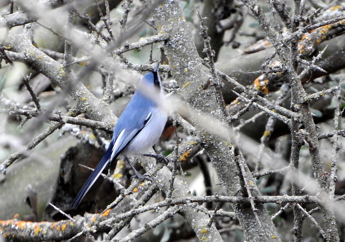 Masked Gnatcatcher - ML599700861