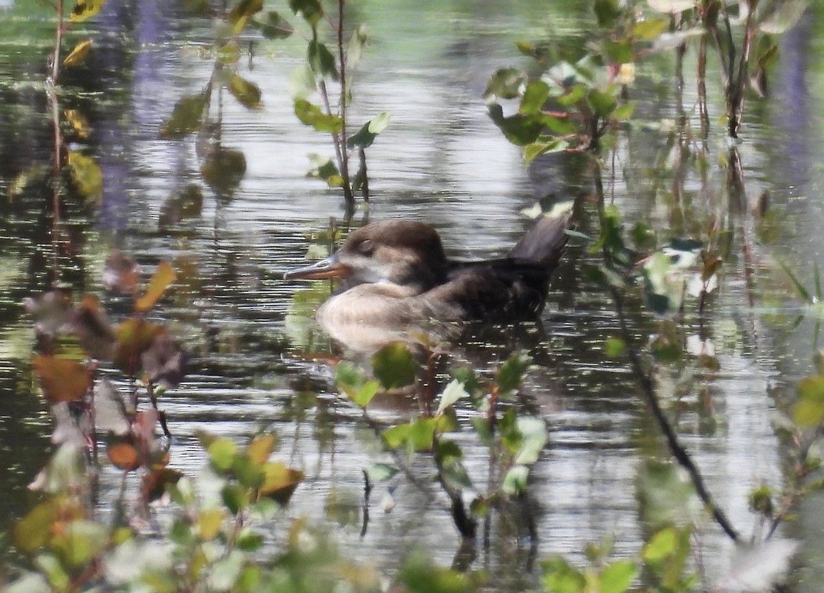 Hooded Merganser - ML599700871