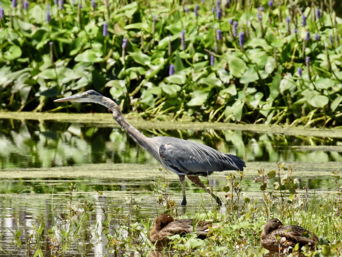 Great Blue Heron - ML599700911