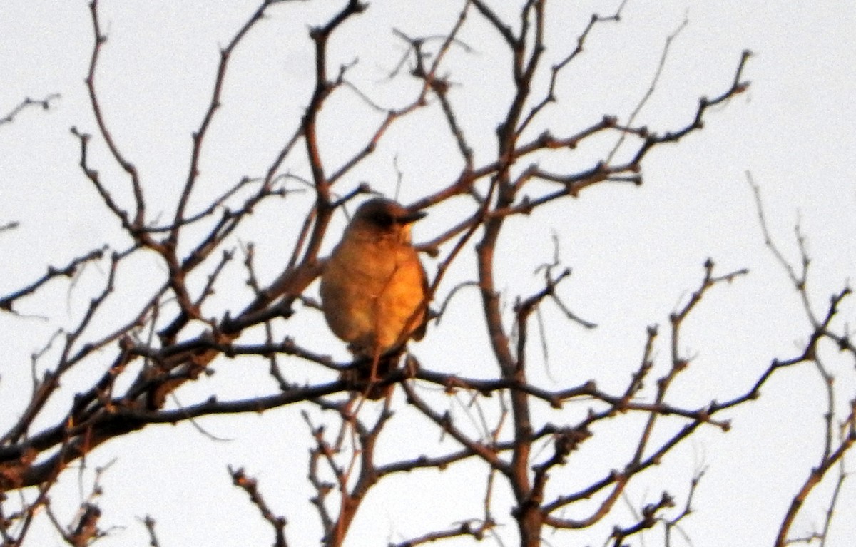 Creamy-bellied Thrush - ML599700971