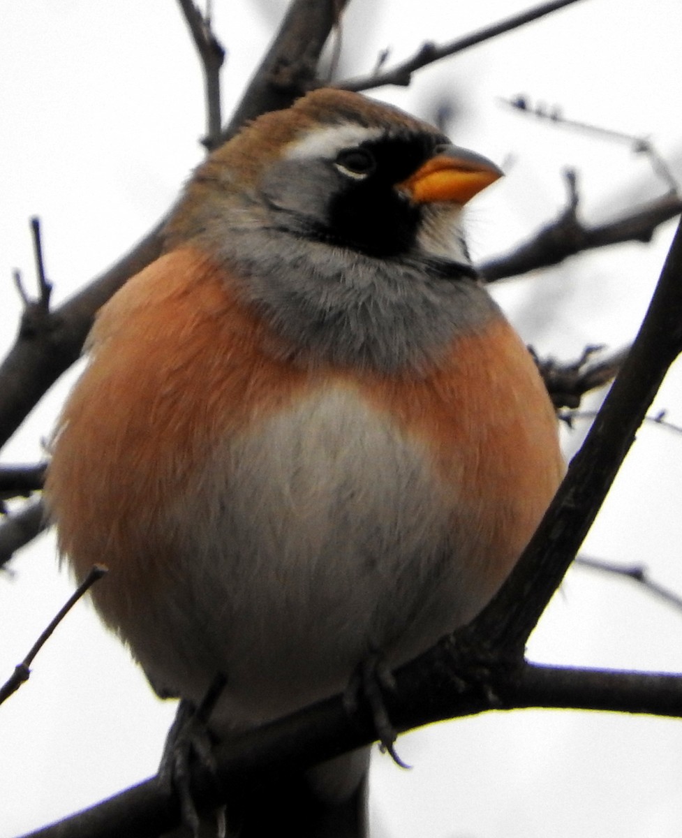 Many-colored Chaco Finch - ML599701341