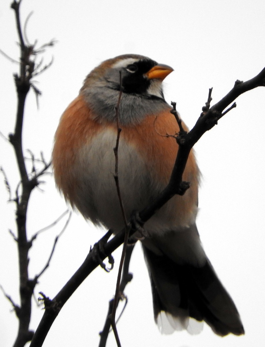 Many-colored Chaco Finch - ML599701351