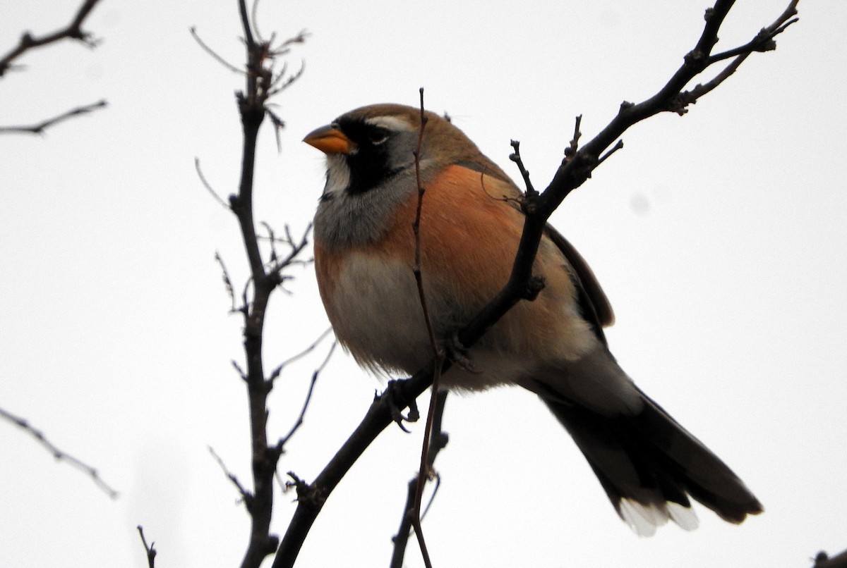 Many-colored Chaco Finch - ML599701361