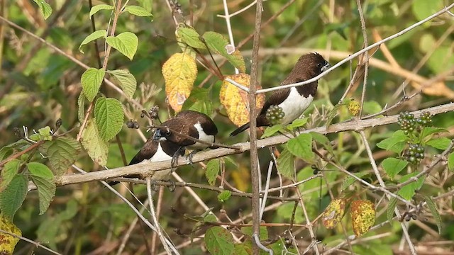 白腰文鳥 - ML599701521