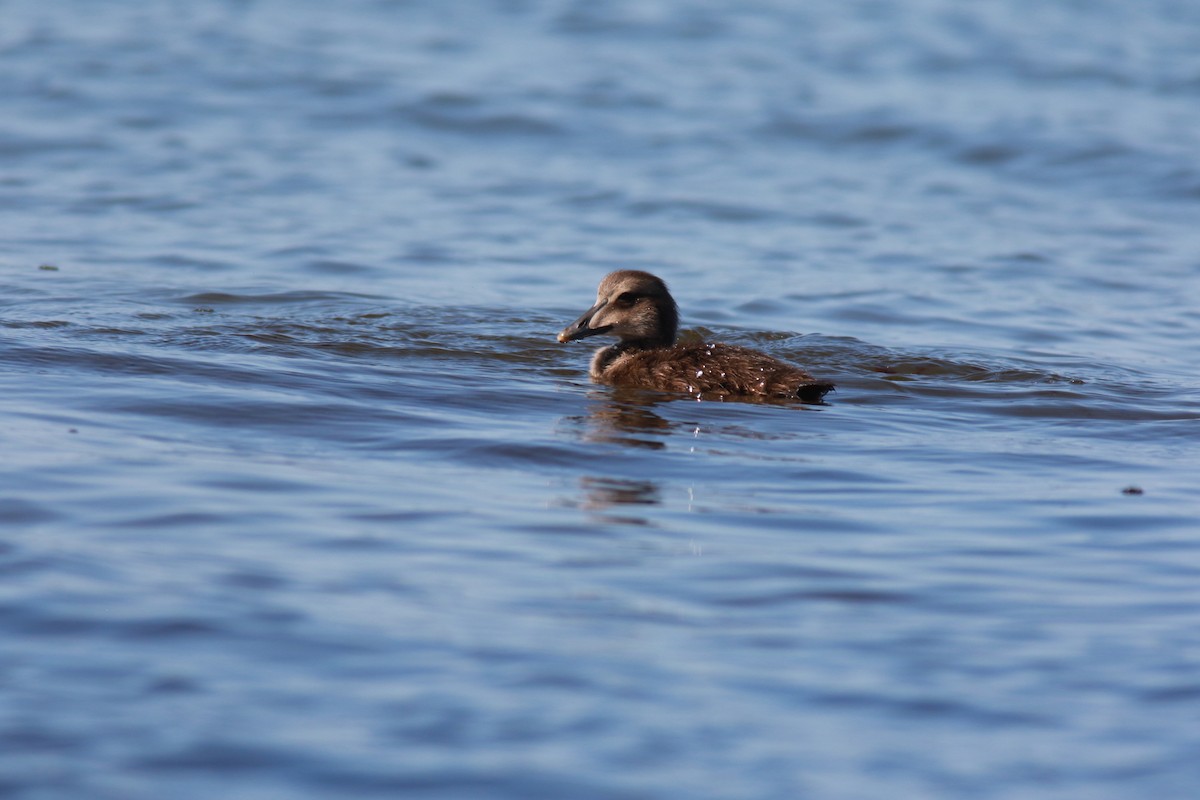 Common Eider - ML599702371