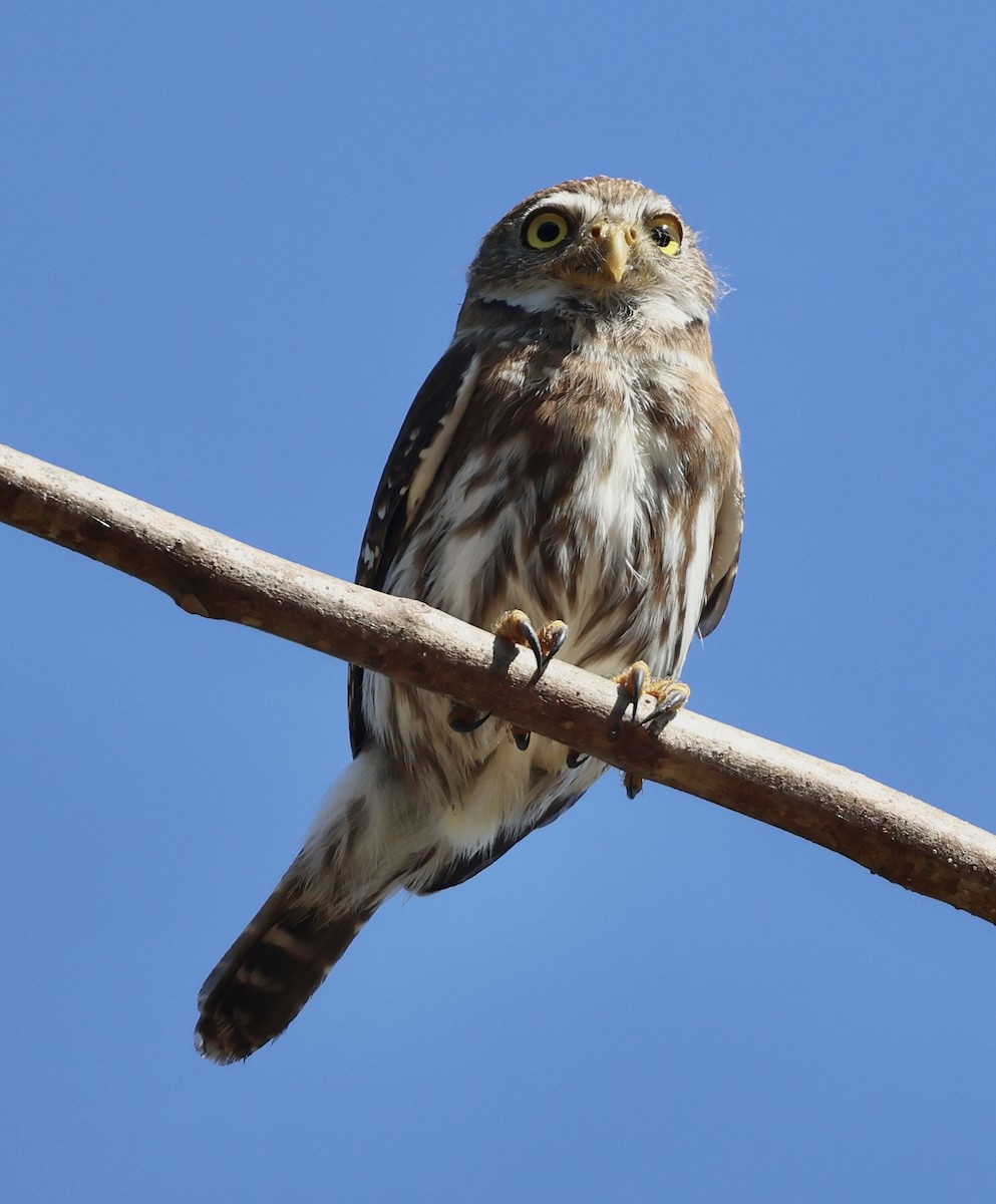 Ferruginous Pygmy-Owl - ML599702611