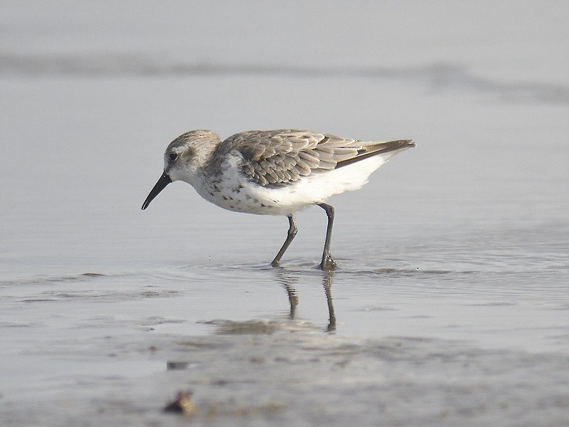 Western Sandpiper - ML599702641