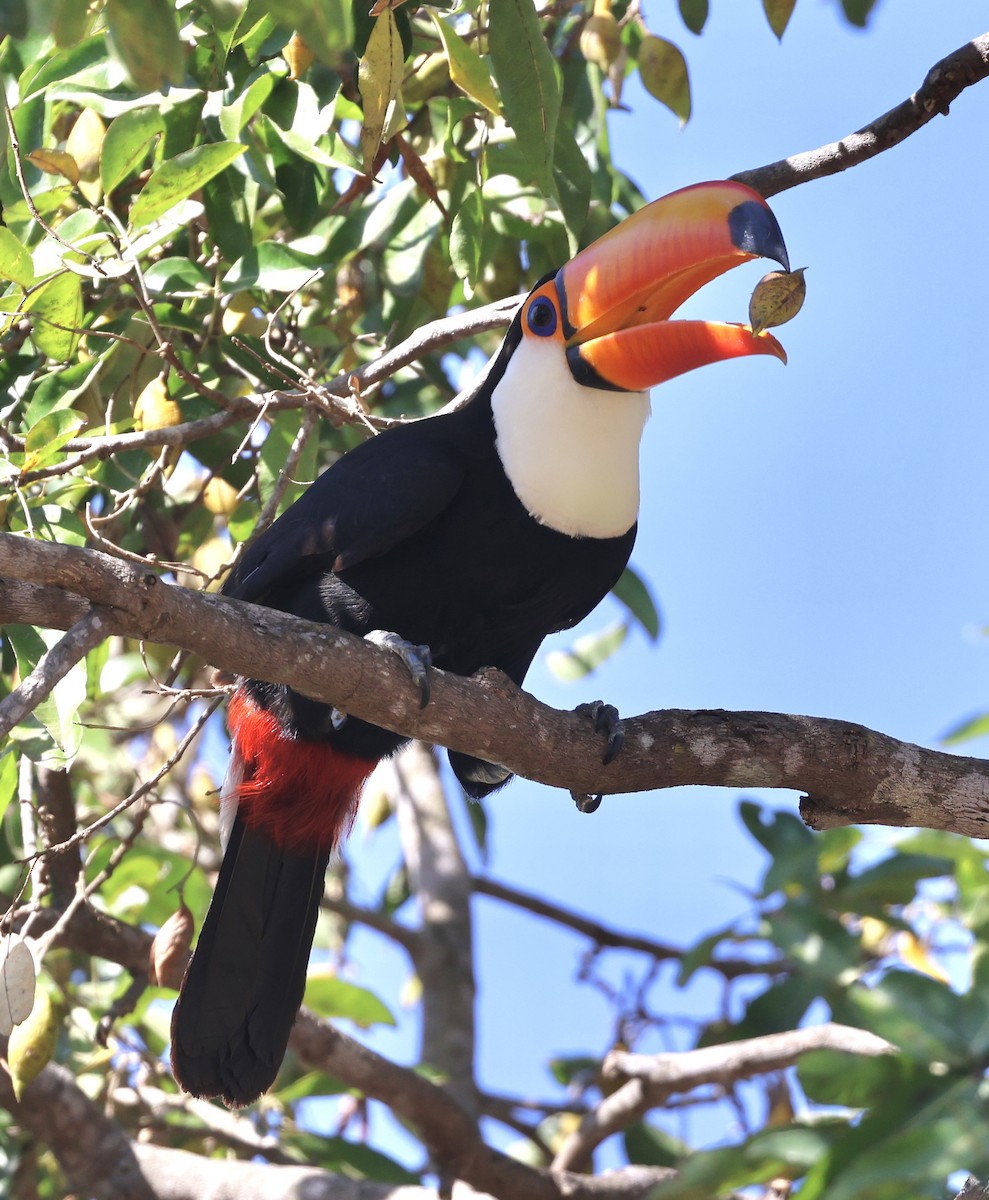 Toco Toucan - Judy Grant